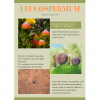 Leucospermum