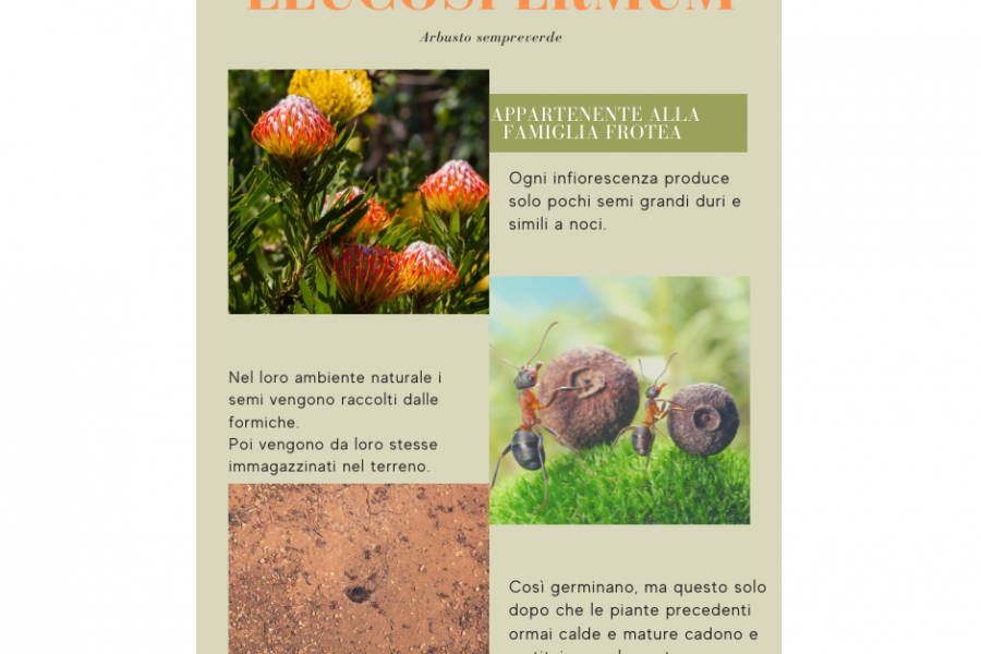 Leucospermum