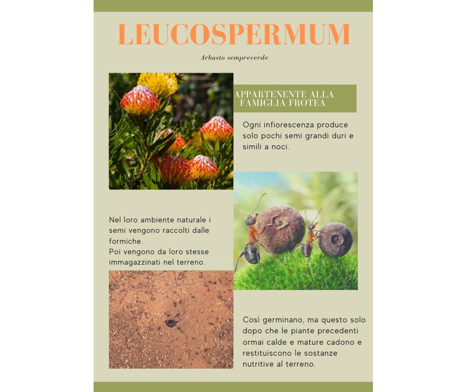 Leucospermum