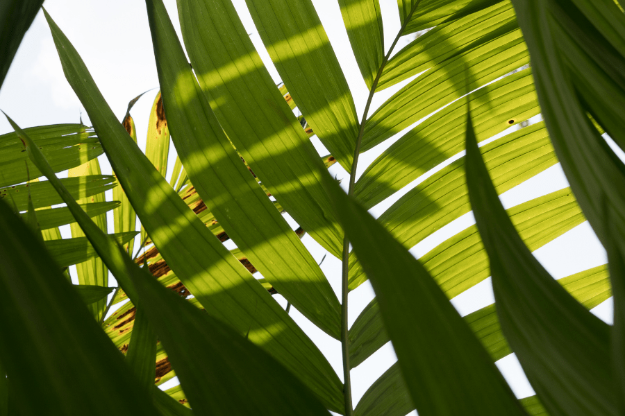 SRI LANKA